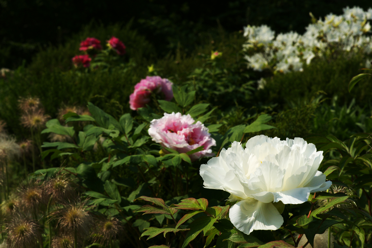 목단2012