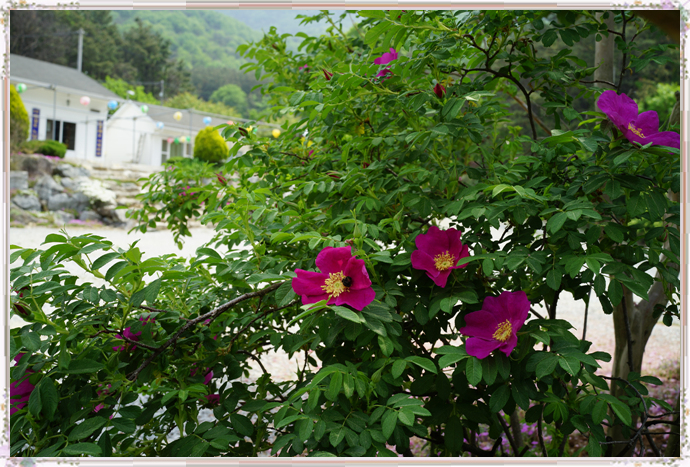 산에 핀 해당화