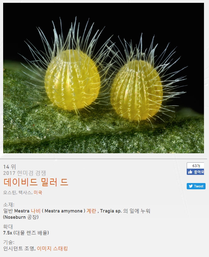 [링크] 아름다운 미시의 세계