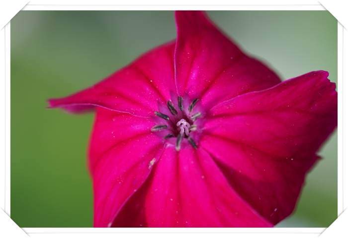 우단동자화 (羽緞童子花)