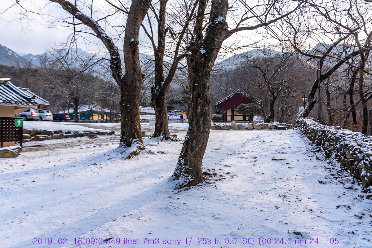 설중백매화(雪中白梅花)