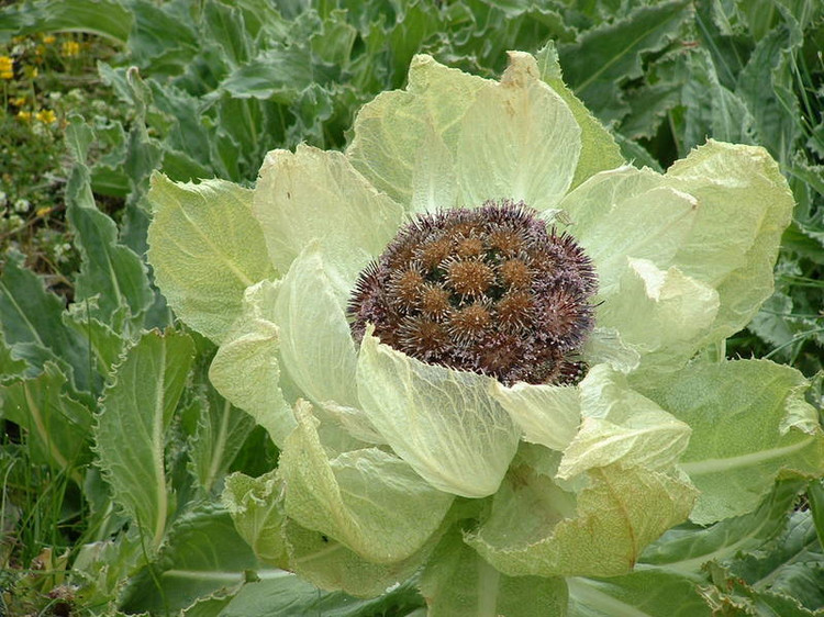 설연화꽃6