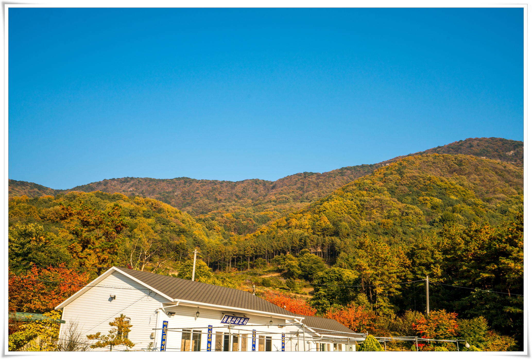계룡산 단풍
