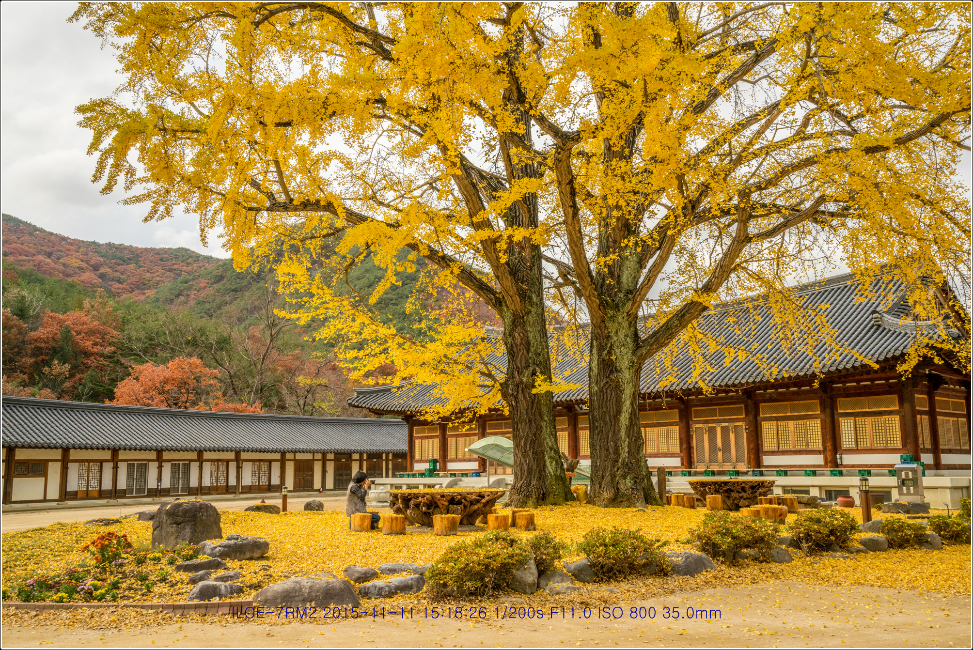 낙엽귀근(落葉歸根)