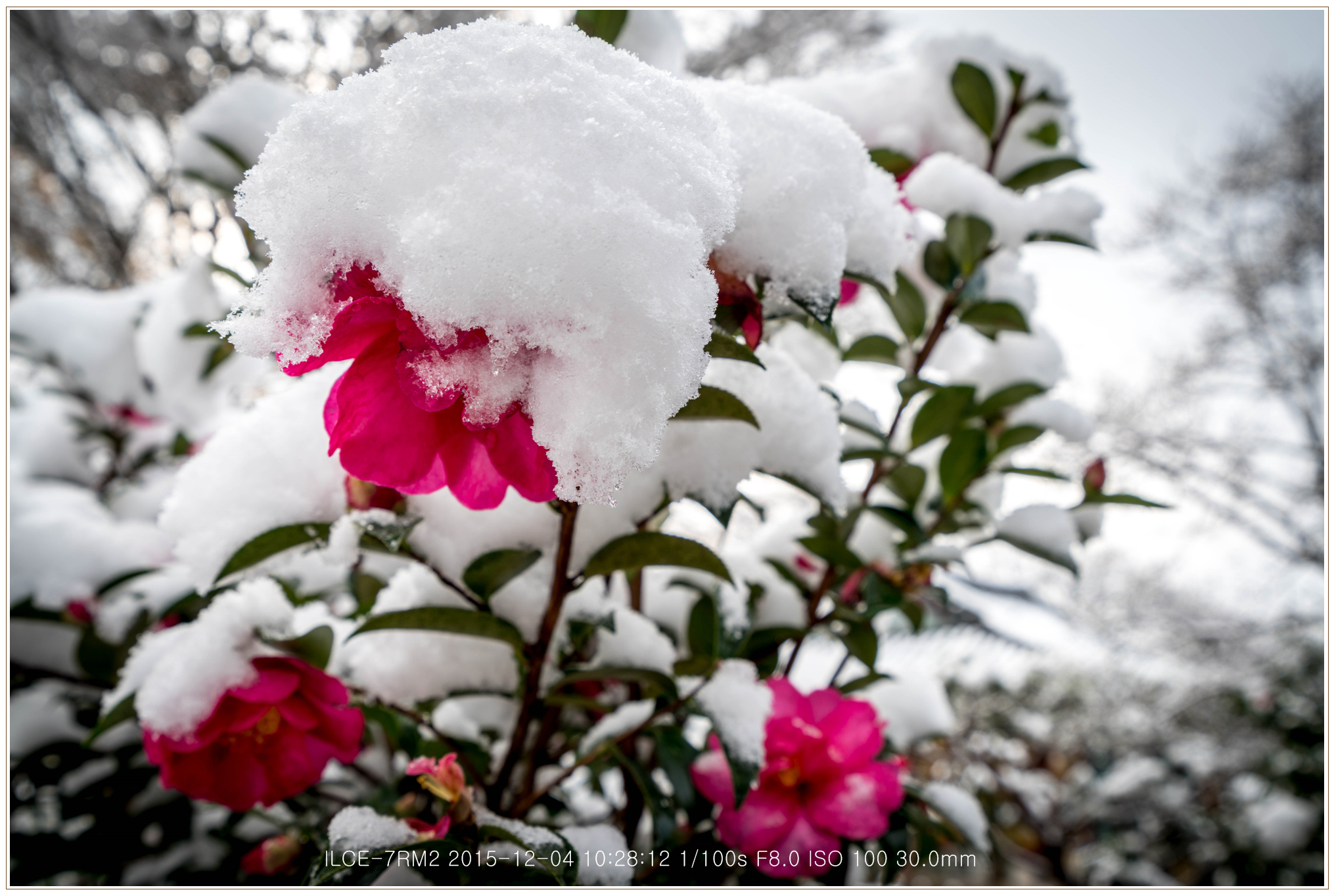 雪中冬栢