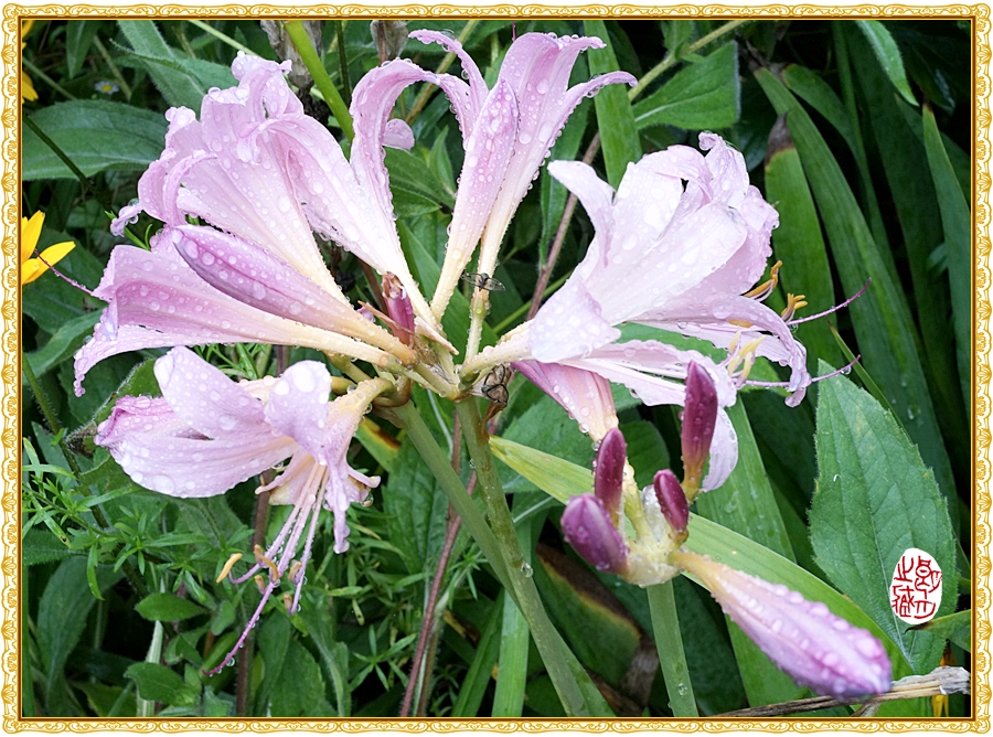 상사화(相思花)