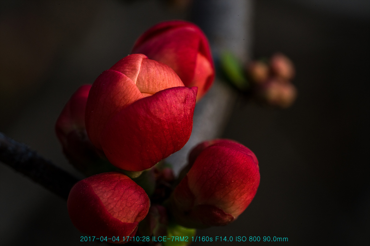 명사(榠樝)라 쓰고....