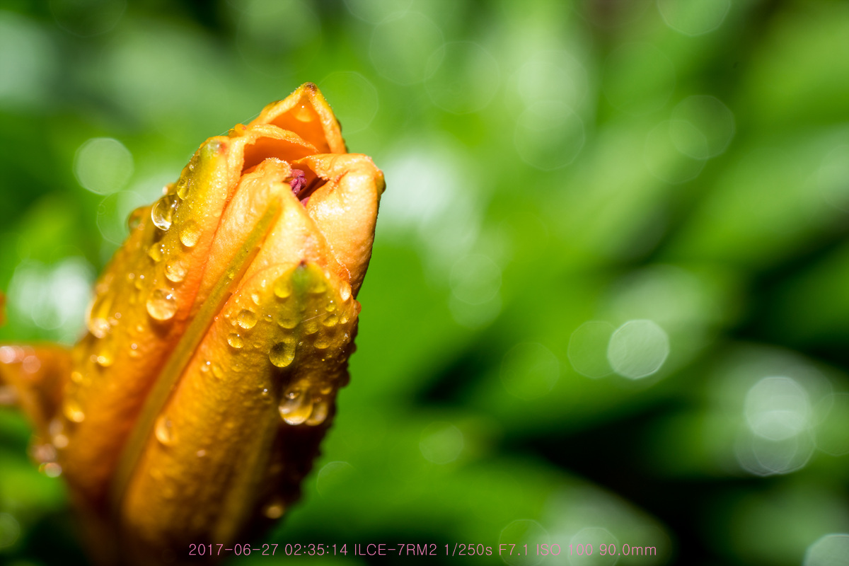 _DSC4565