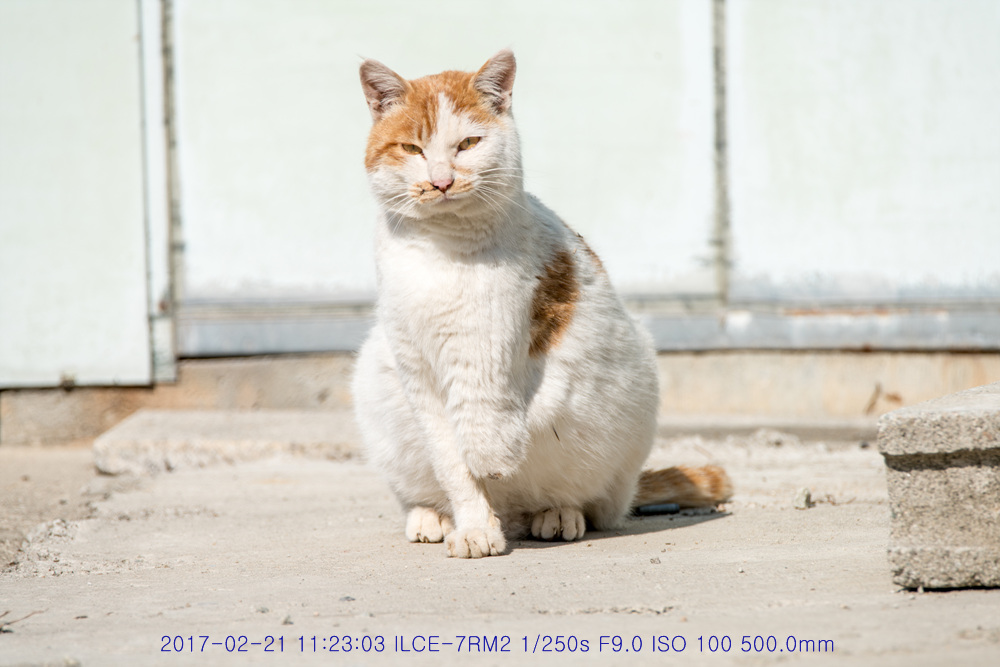 삼발이의 해바라기
