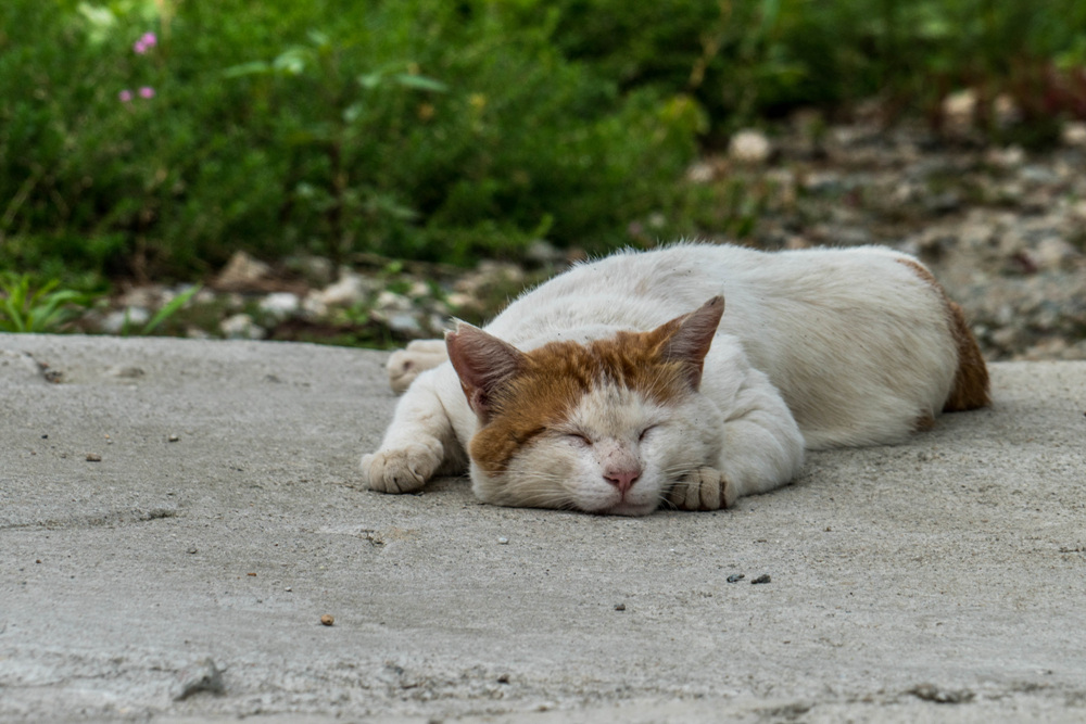 산고양이 여름나기