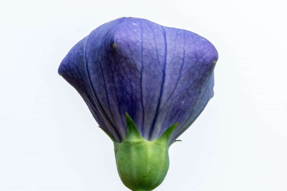 열기구풍선꽃