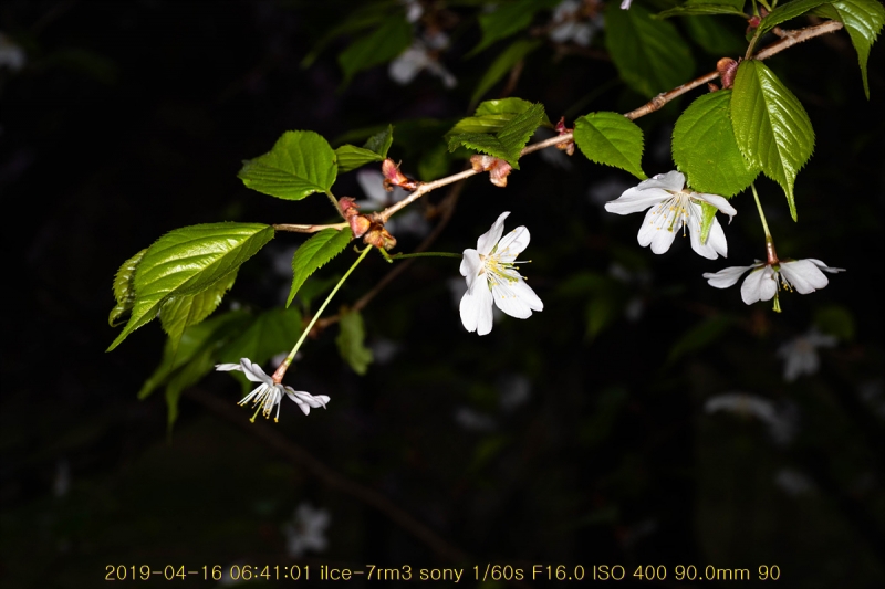 ag-20190416-08