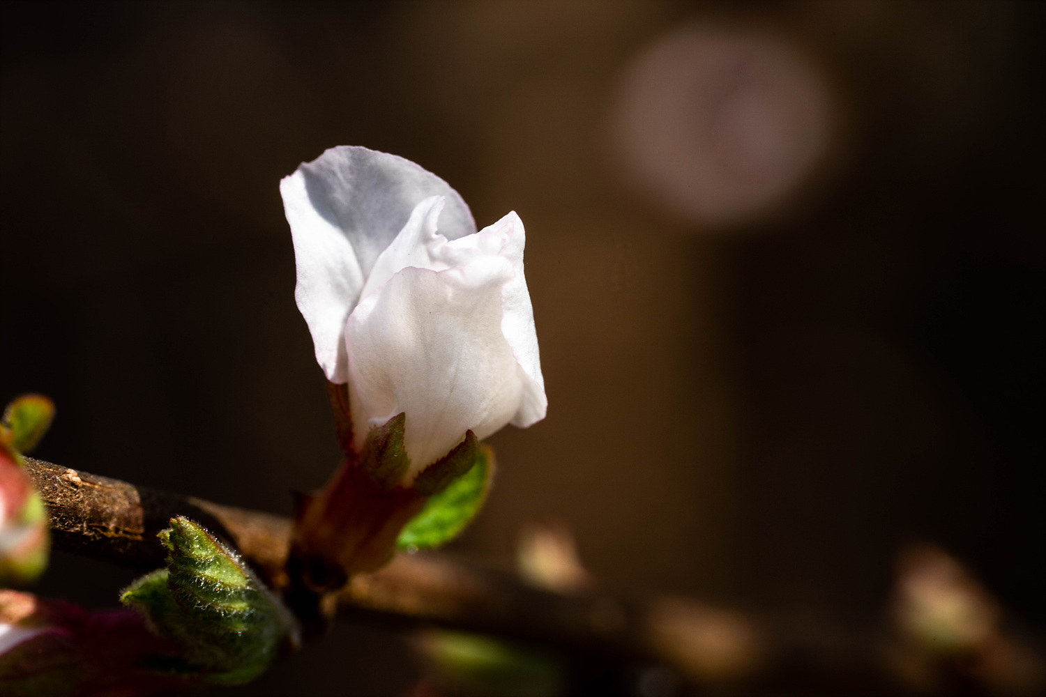 앵두꽃, 櫻桃花