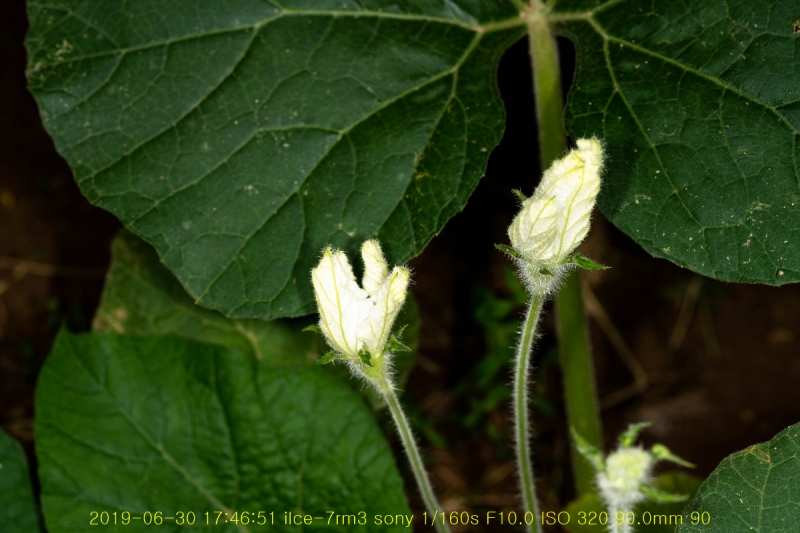 bak-20190630-05