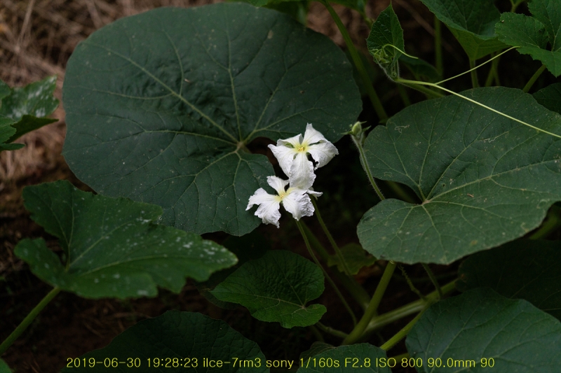 bak-20190630-06