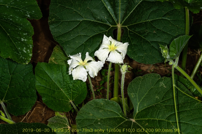 bak-20190630-08