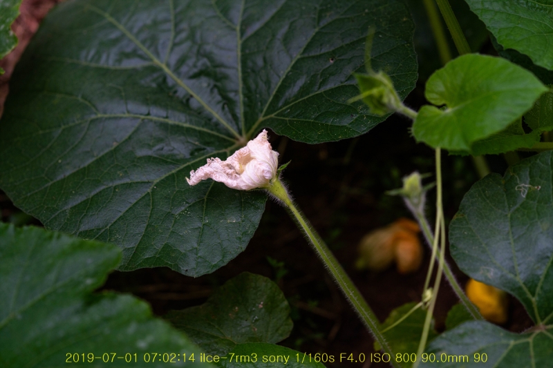 bak-20190701-02