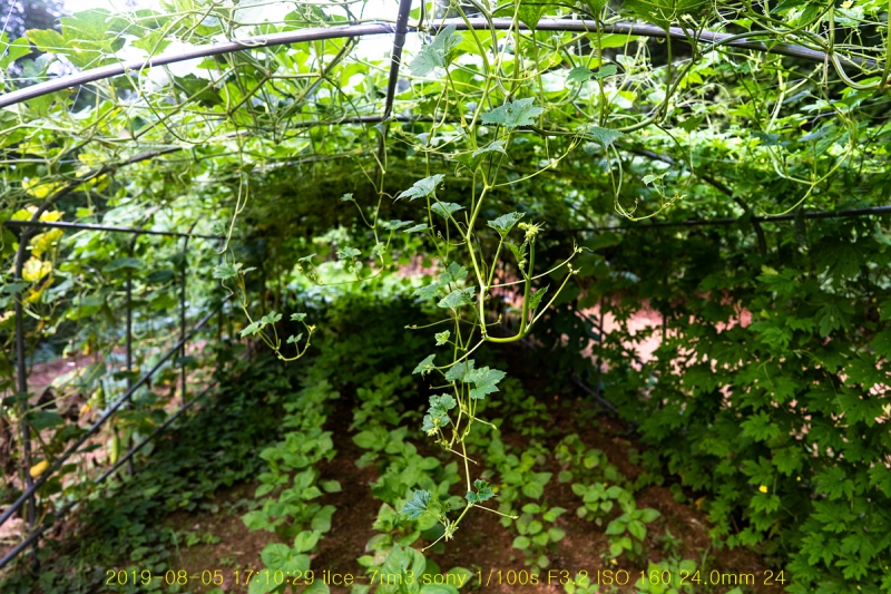 bat-20190805-05