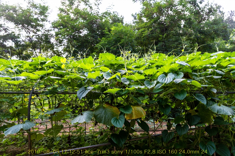 bat-20190805-14