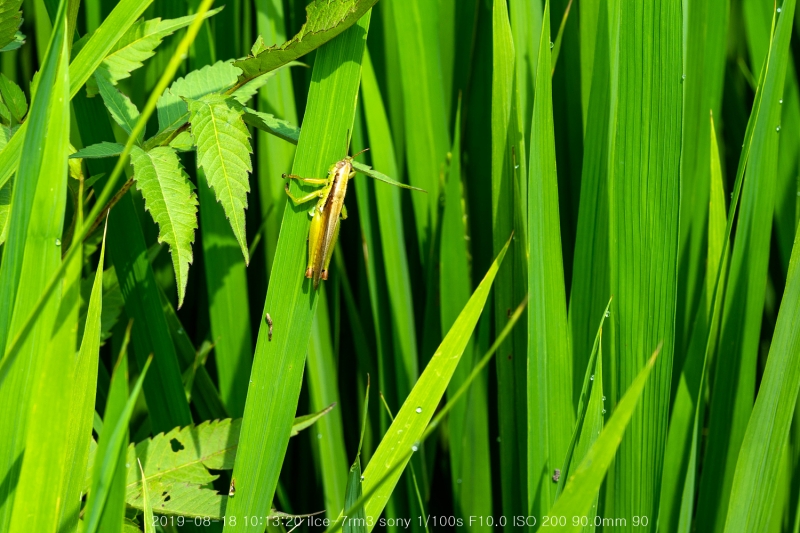 beoe-20190820-06
