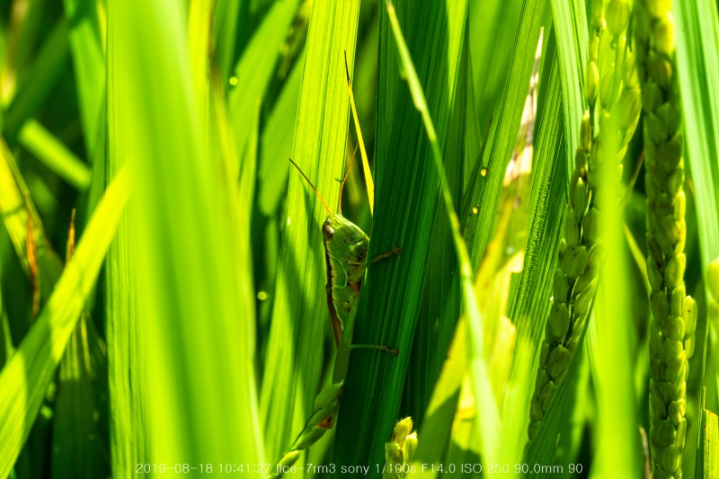 beoe-20190820-09