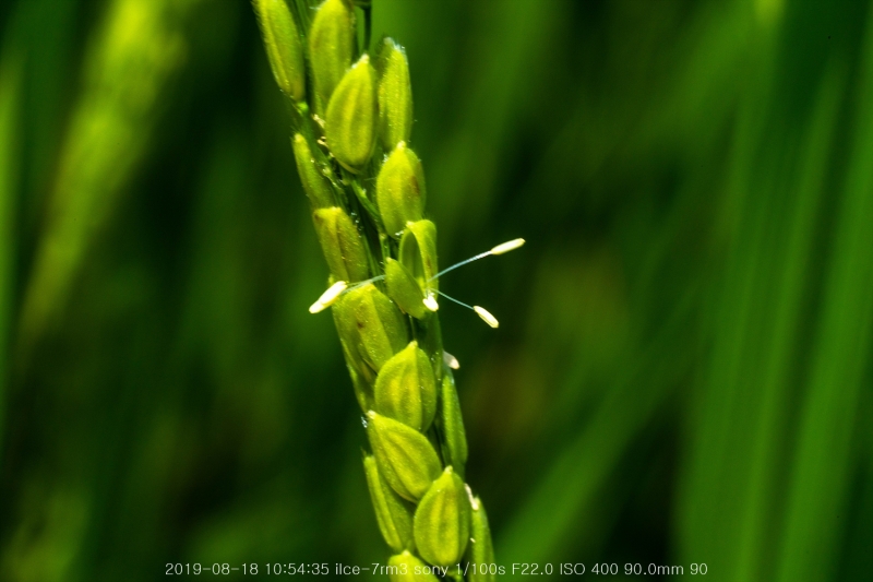 beoe-20190820-14