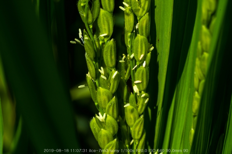 beoe-20190820-23