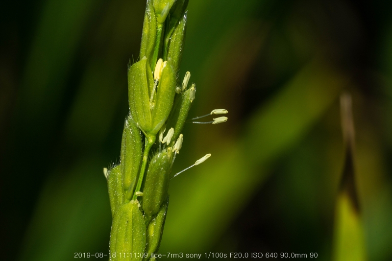 beoe-20190820-27