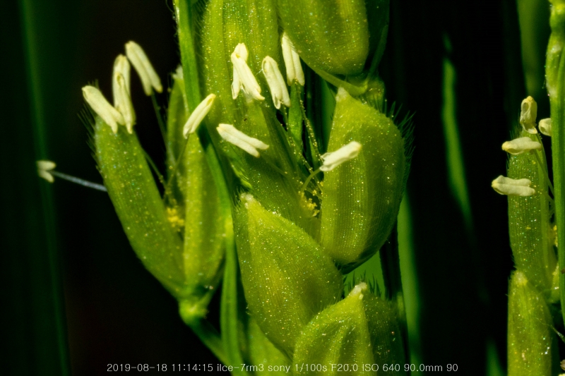 beoe-20190820-29