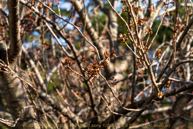 beuk-20190416-02