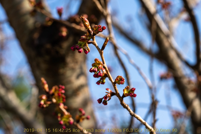beuk-20190416-03