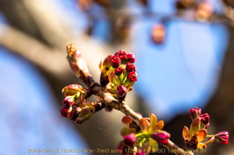 beuk-20190416-04