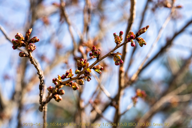 beuk-20190416-06
