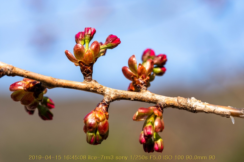 beuk-20190416-07