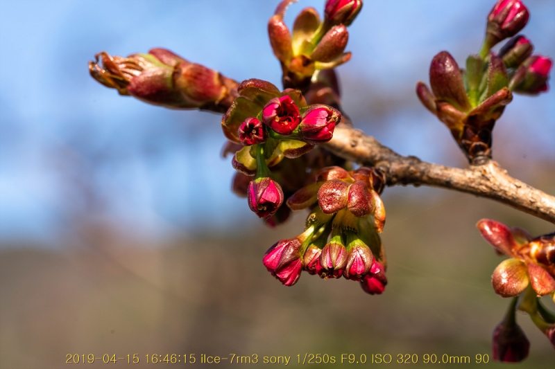 beuk-20190416-10