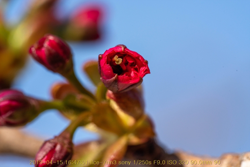 beuk-20190416-11