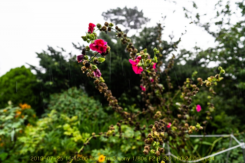 bi-20190726-04