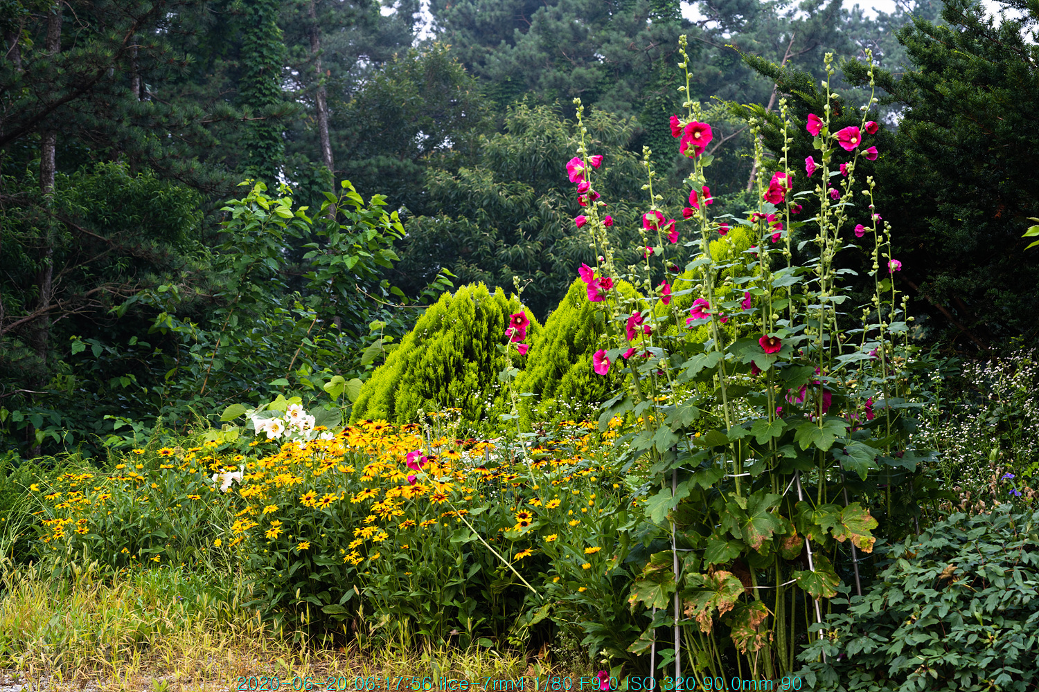 촉규화(蜀葵花)