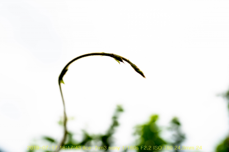 chik-20190718-06