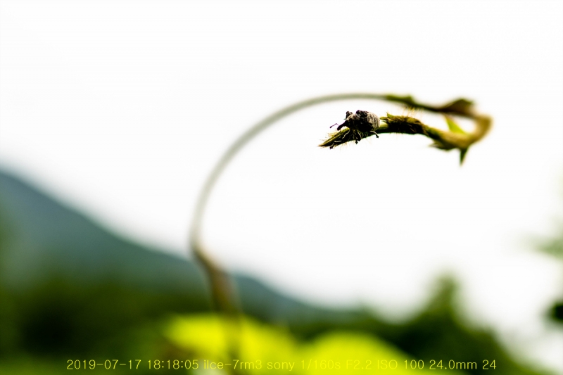 chik-20190718-08