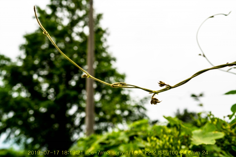 chik-20190718-11