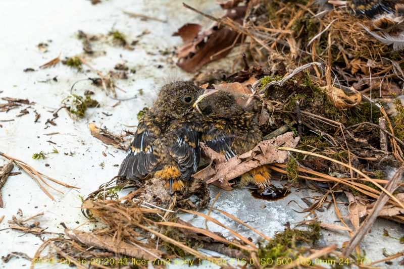 daak-20190516-01