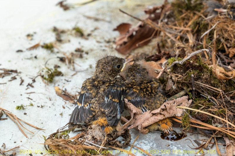 daak-20190516-02