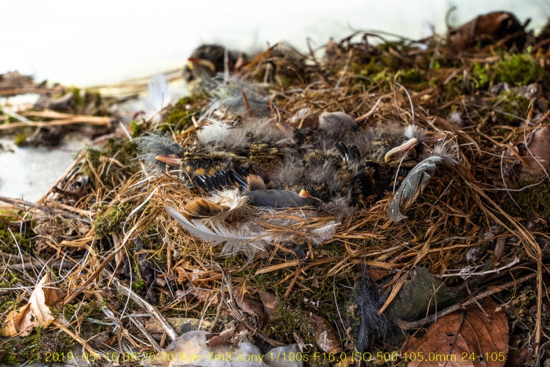 daak-20190516-04