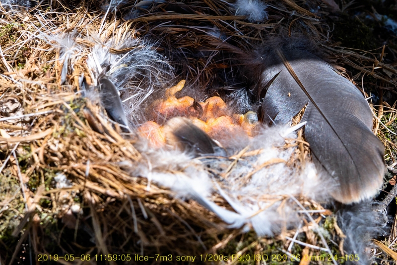 daak-20190516-06