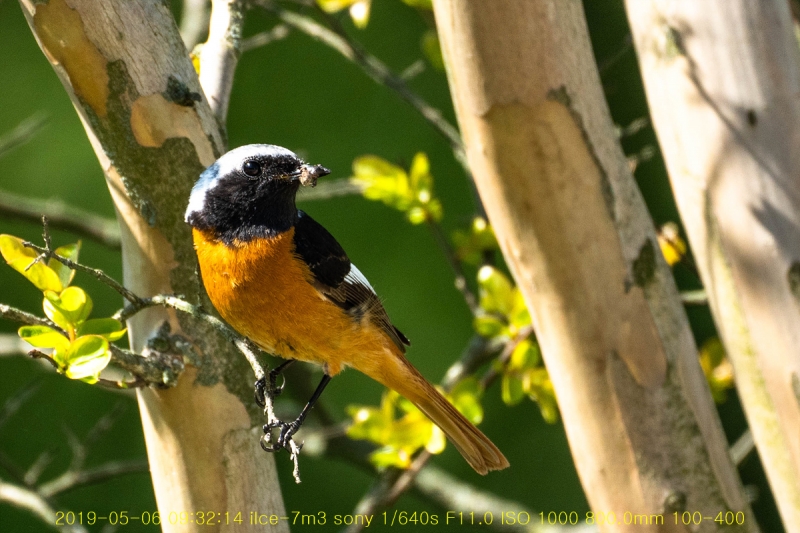 daak-20190516-10