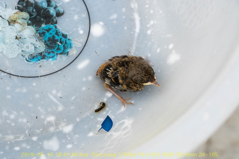 daak-20190517-02