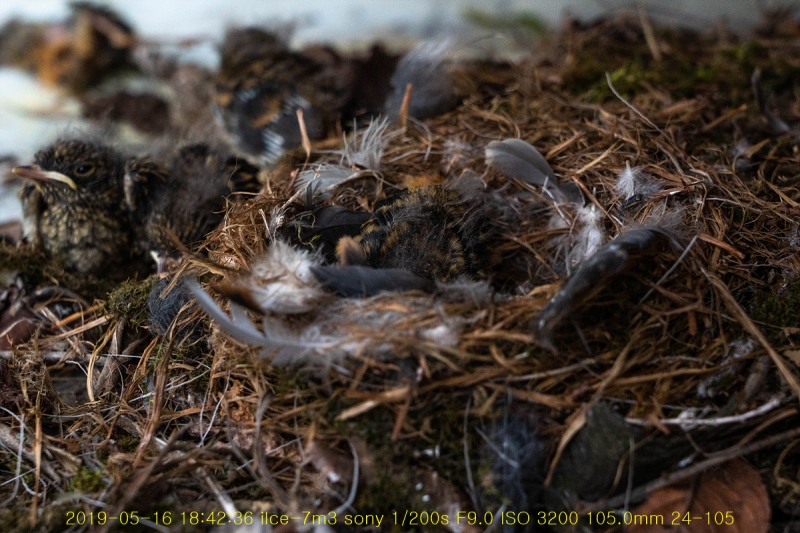 daak-20190517-08
