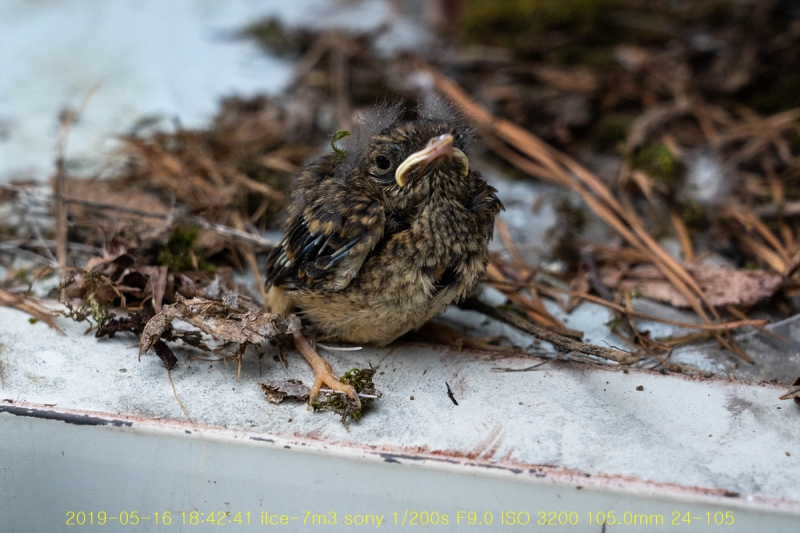 daak-20190517-09