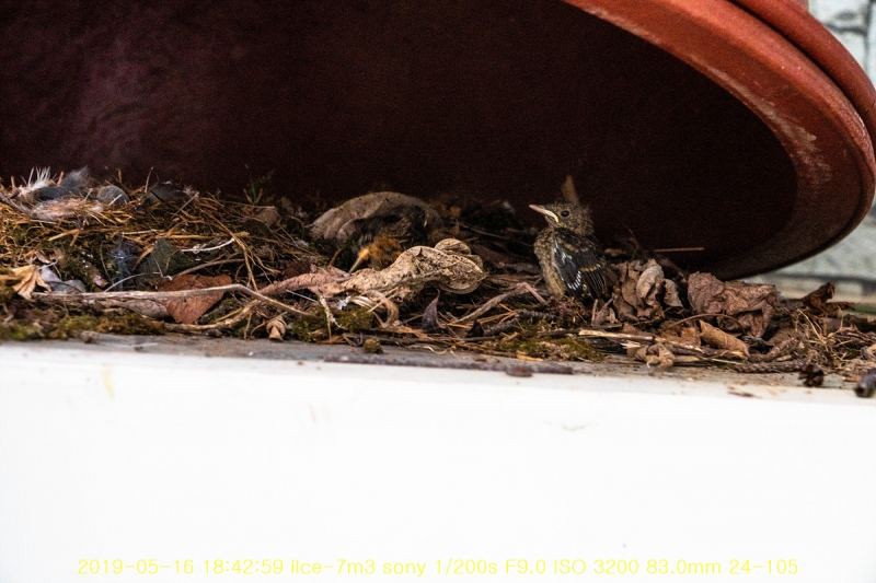 daak-20190517-11